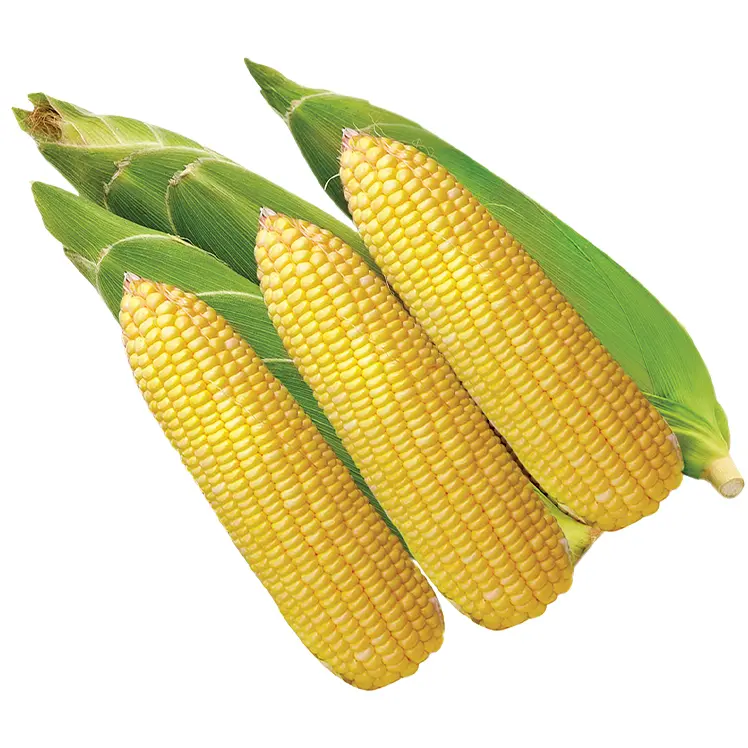 [52060534] Sweet Corn