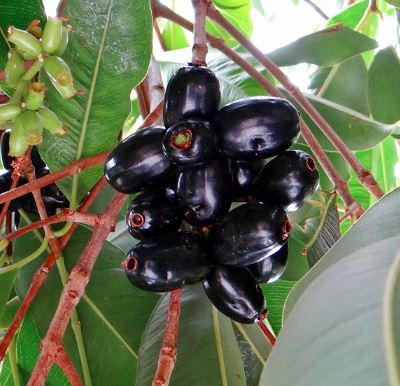 [52098890] Naval Pazham